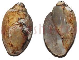 Heera Shankh 0233 36